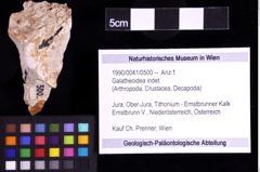 Foto (Objekt + Etiketten) von Galatheoidea indet. (NHMW-GEO-1990-0041-0500)